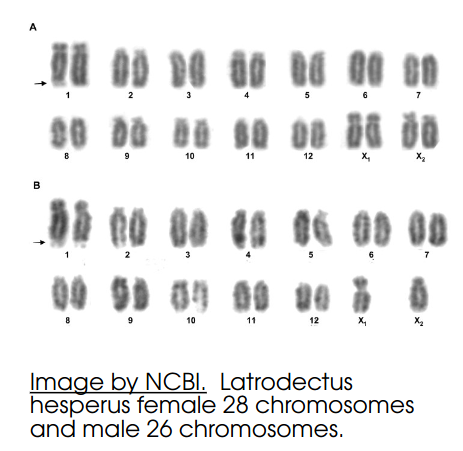 28_chromosones-2.png