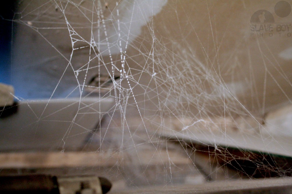 black widow web