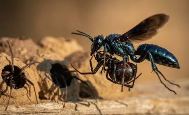 blue-mud-dauber-1.png