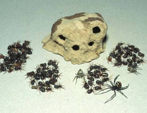 blue-mud-dauber-2.png.png