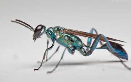 blue-mud-dauber-sm1.png