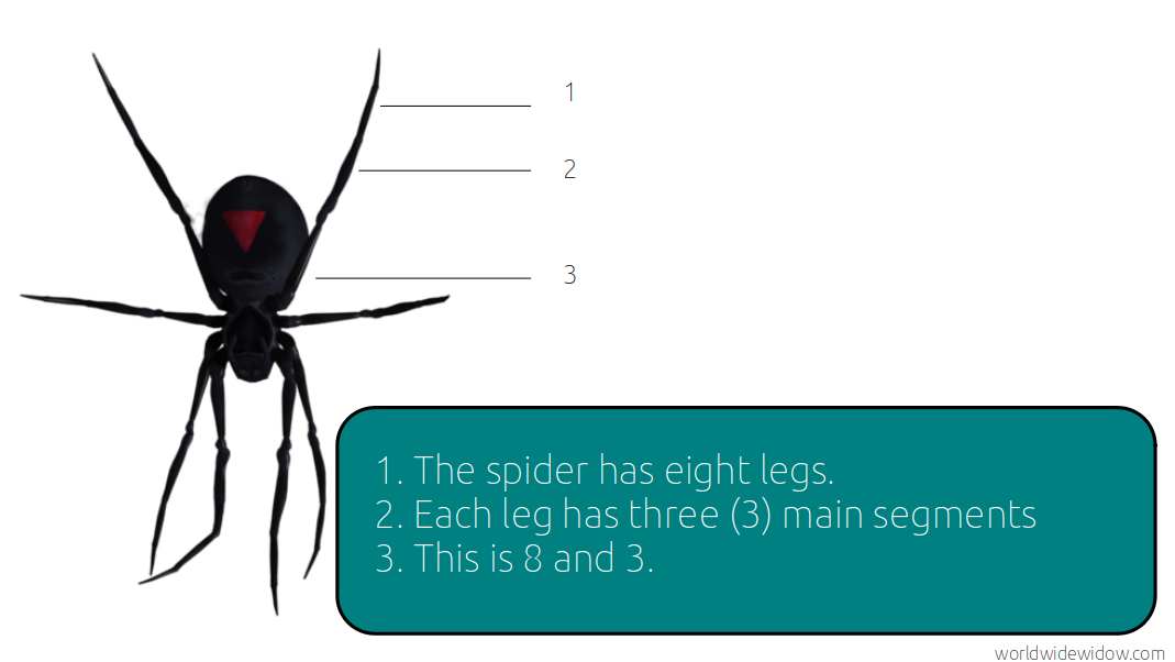 home-spider-1.png