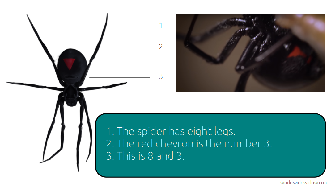 home-spider-2.png