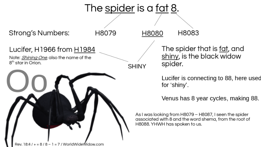the-spider-is-a-fat-8_2.png